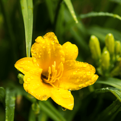 Giglio di un Giorno (Hemerocallis) 'Stella De Oro'