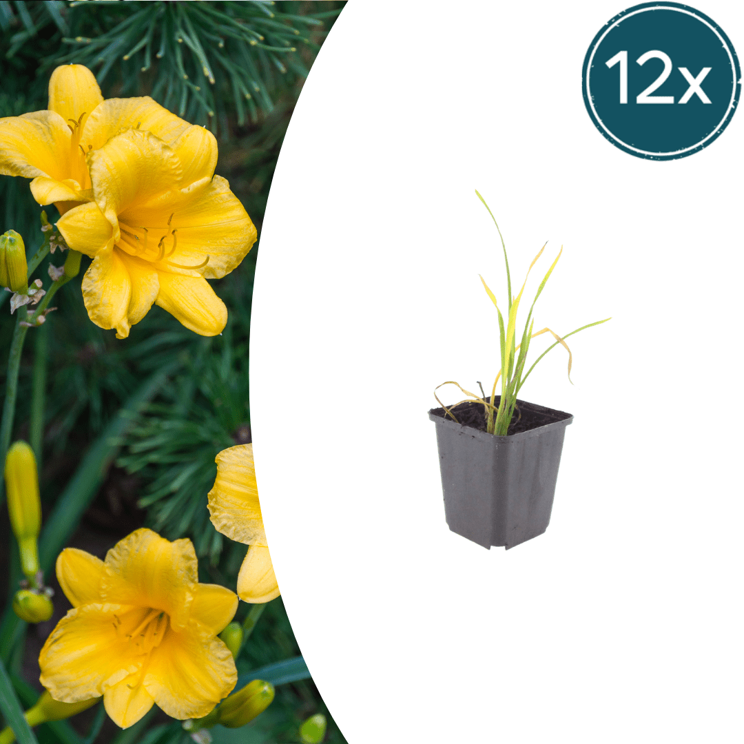 Livraison plante Lis d'un jour Stella de oro