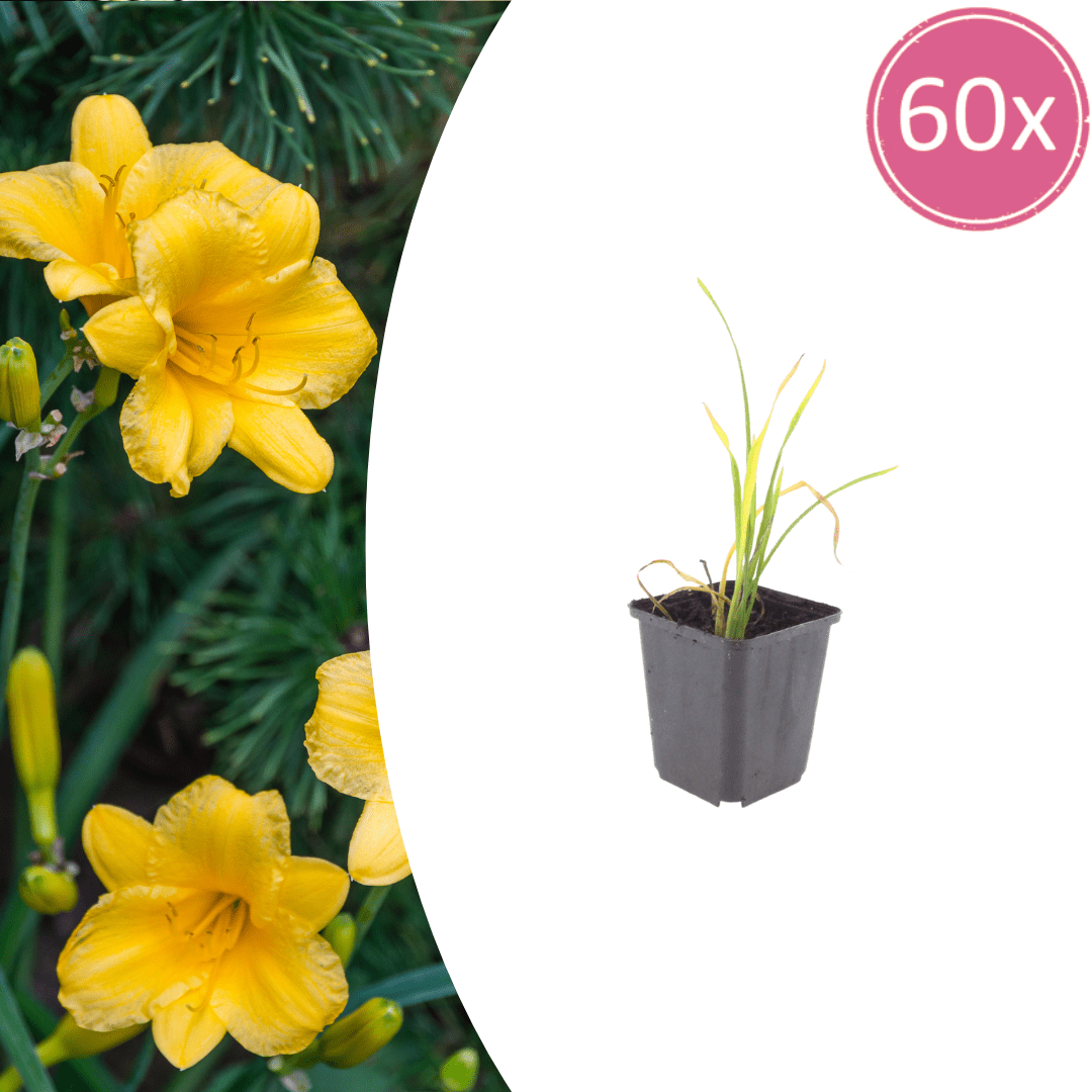 Livraison plante Lis d'un jour Stella de oro