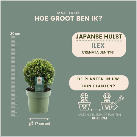 Livraison plante Lot de 2 Ilex crenata 'Jenny' Ø20cm