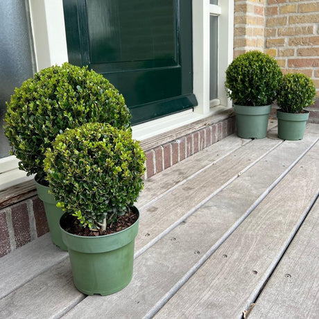 Livraison plante Lot de 2 Ilex crenata 'Jenny' Ø20cm