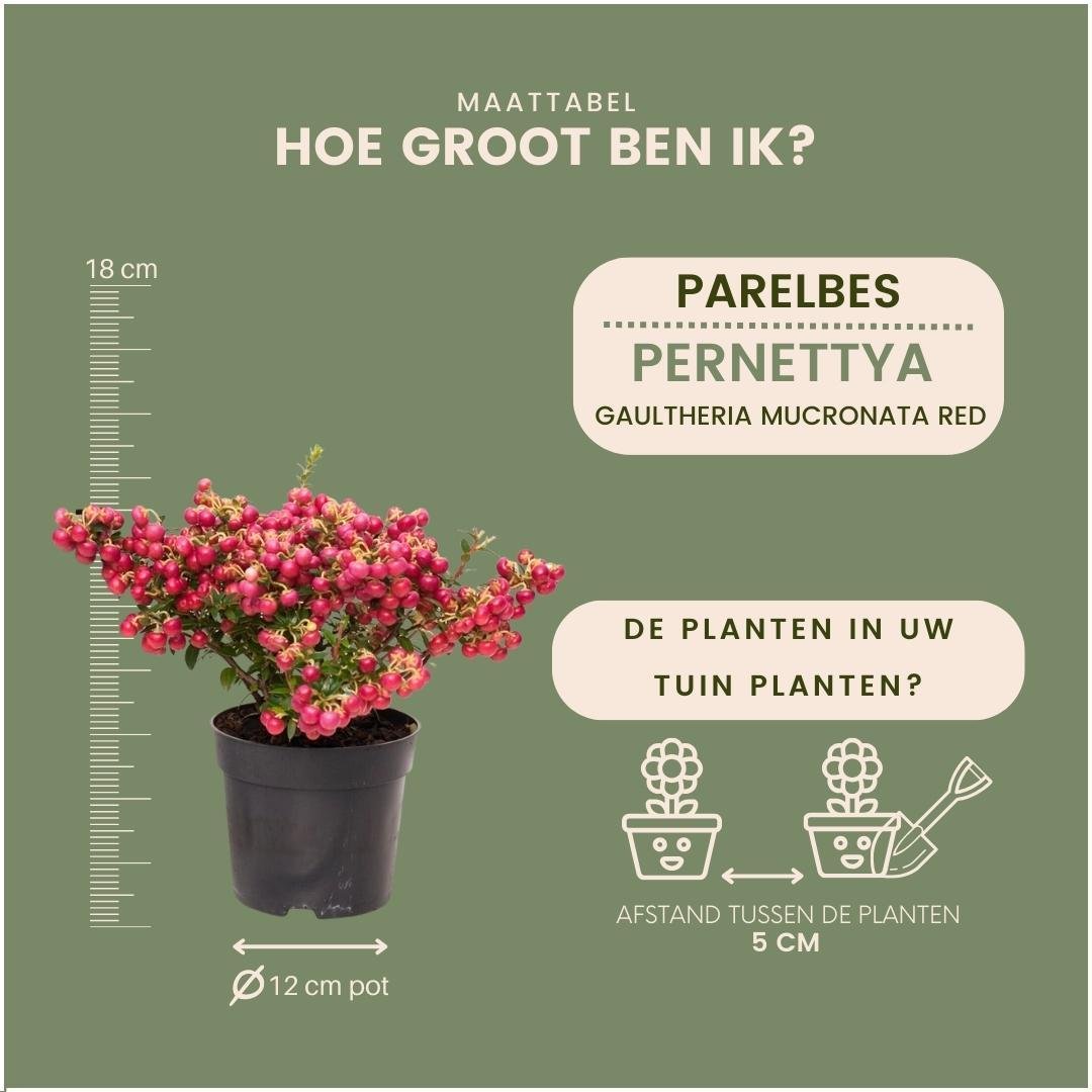 Livraison plante Lot de 6 gaulthéries mucronées rouge - Pernettya mucronata Ø12cm | ↨20cm