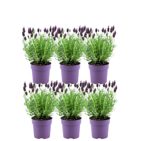 Livraison plante Lot de 6 pots de lavande Anouk® - d12cm - plante d'extérieur