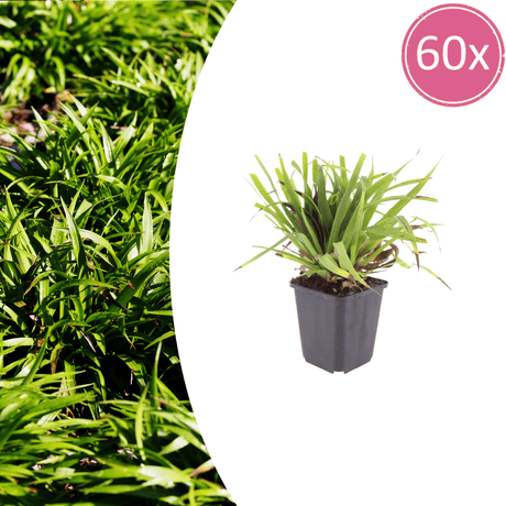 Livraison plante Luzule sylvatica