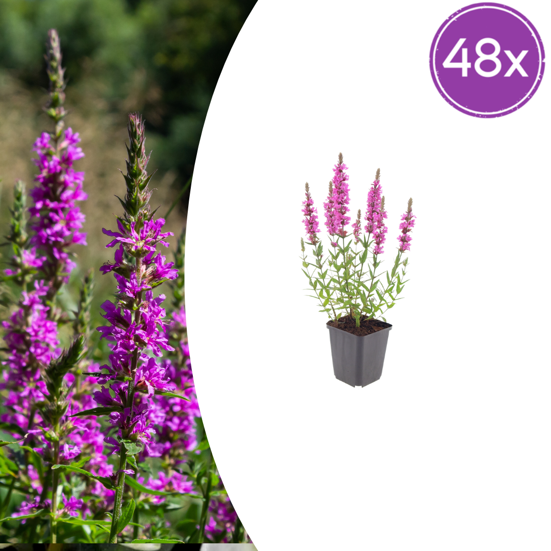 Livraison plante Lythrum salicaire