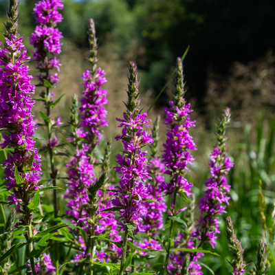 Salicaria Comune (Lythrum salicaria) 'Salicaria'