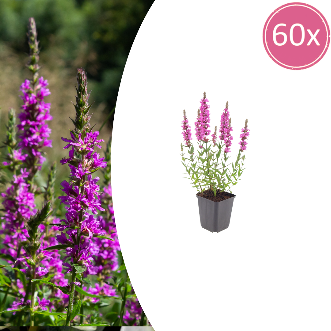 Livraison plante Lythrum salicaire