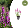 Livraison plante Lythrum salicaire