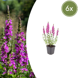 Livraison plante Lythrum salicaire