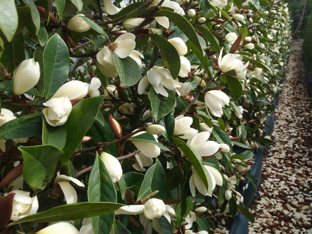 Livraison plante Magnolia Cream'