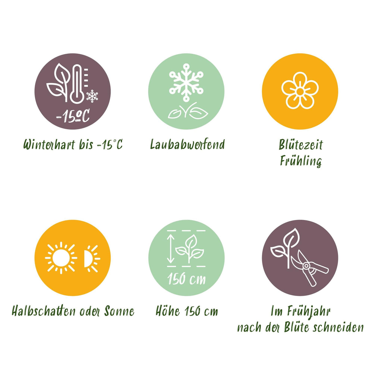 Livraison plante Magnolia Genie – Lot de 1 – Pot 12 cm – Hauteur 30 cm