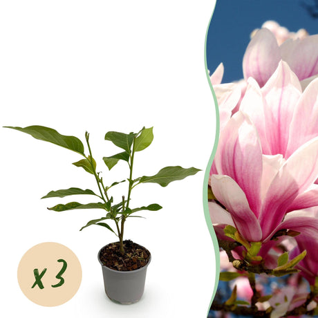Livraison plante Magnolia soulangeana x1