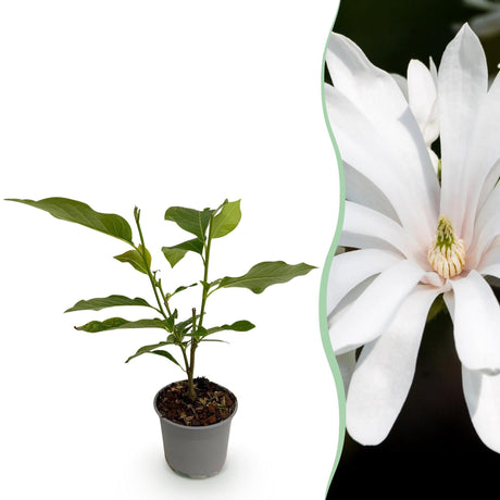 Livraison plante Magnolia stellata Royal Star