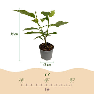 Livraison plante Magnolia stellata Royal Star – Pot 12 cm – Hauteur 30 cm