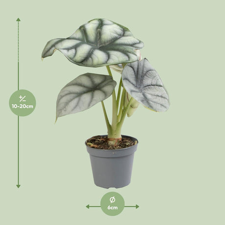 Livraison plante Mini Alocasia Black Velvet