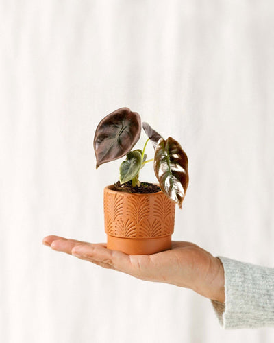Mini Alocasia Cuprea Rosso