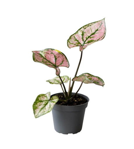 Livraison plante Mini Caladium Purple