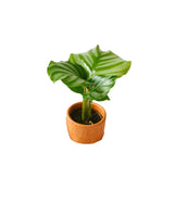 Livraison plante Mini Calathéa orbifolia