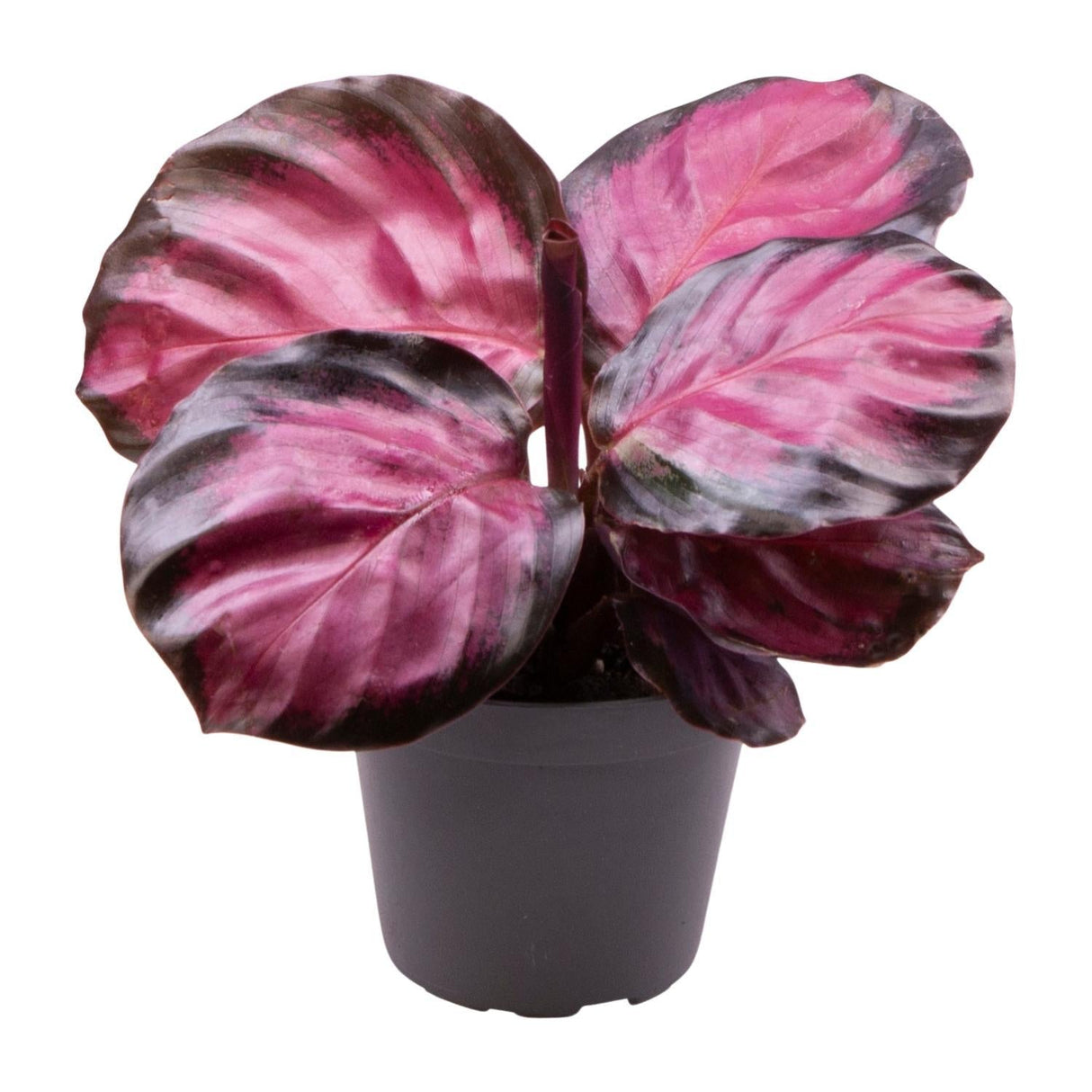 Livraison plante Mini Calathea Roseopicta Rosey