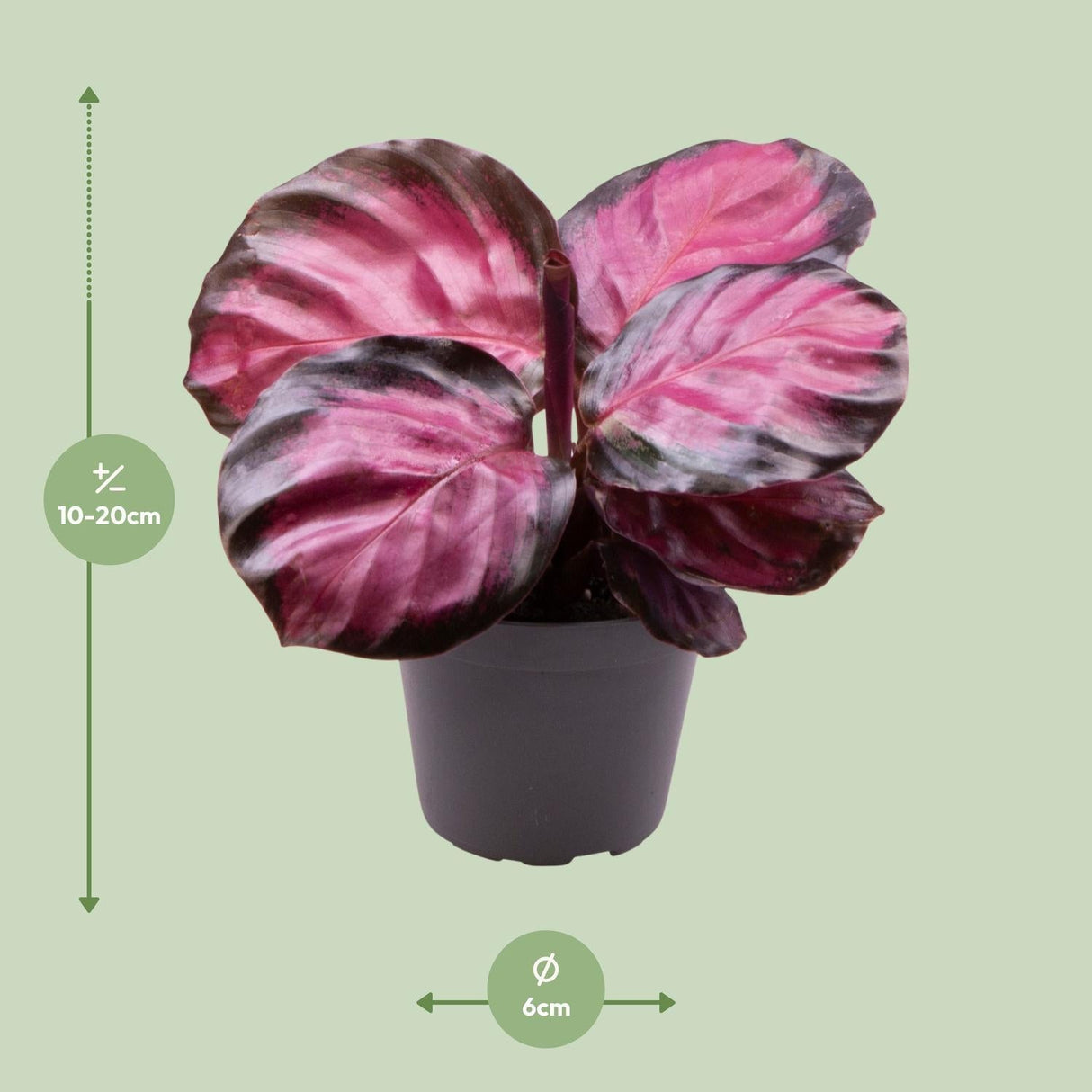 Livraison plante Mini Calathea Roseopicta Rosey