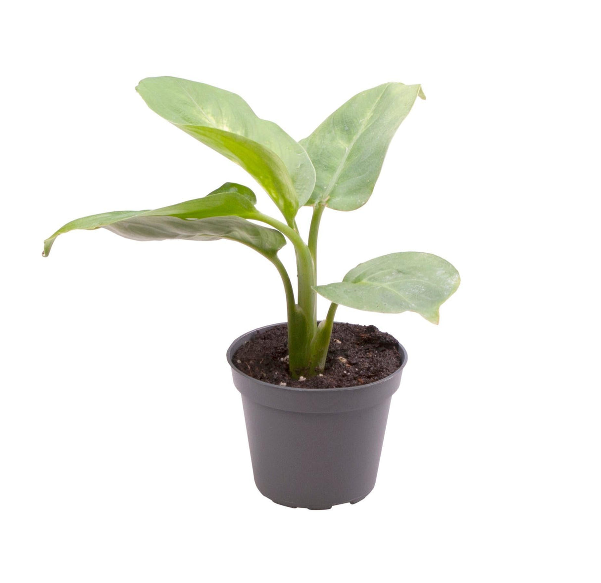 Livraison plante Mini Dieffenbachia Maculata Compacta