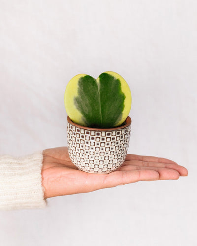 Mini Hoya cuore variegato