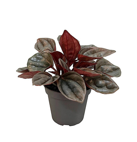 Livraison plante Mini Peperomia Caracas