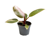Livraison plante Mini Philodendron Pink Princess