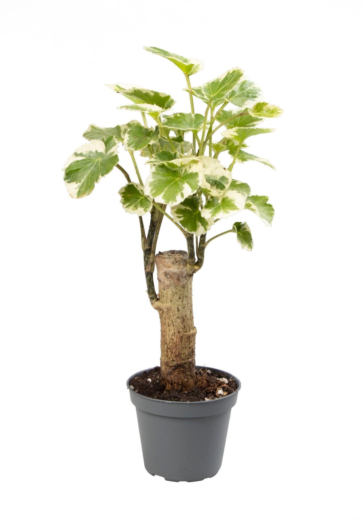 Livraison plante Mini Polyscias Balfouriana