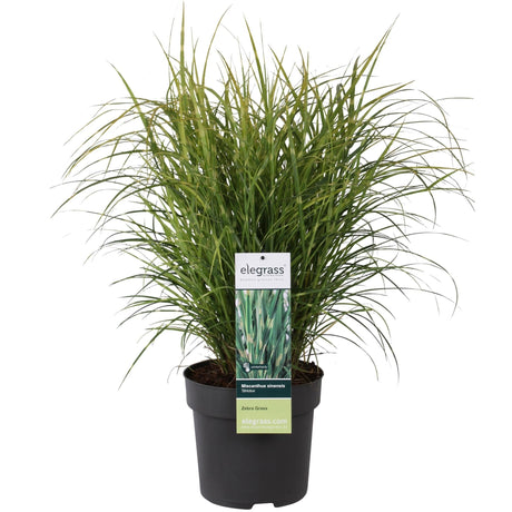 Livraison plante Miscanthus sinensis '' - ↨60cm - Ø23 - plante d'extérieur graminée