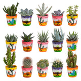 Livraison plante Mix de 15 cactus et leurs caches - pots colorés h13cm