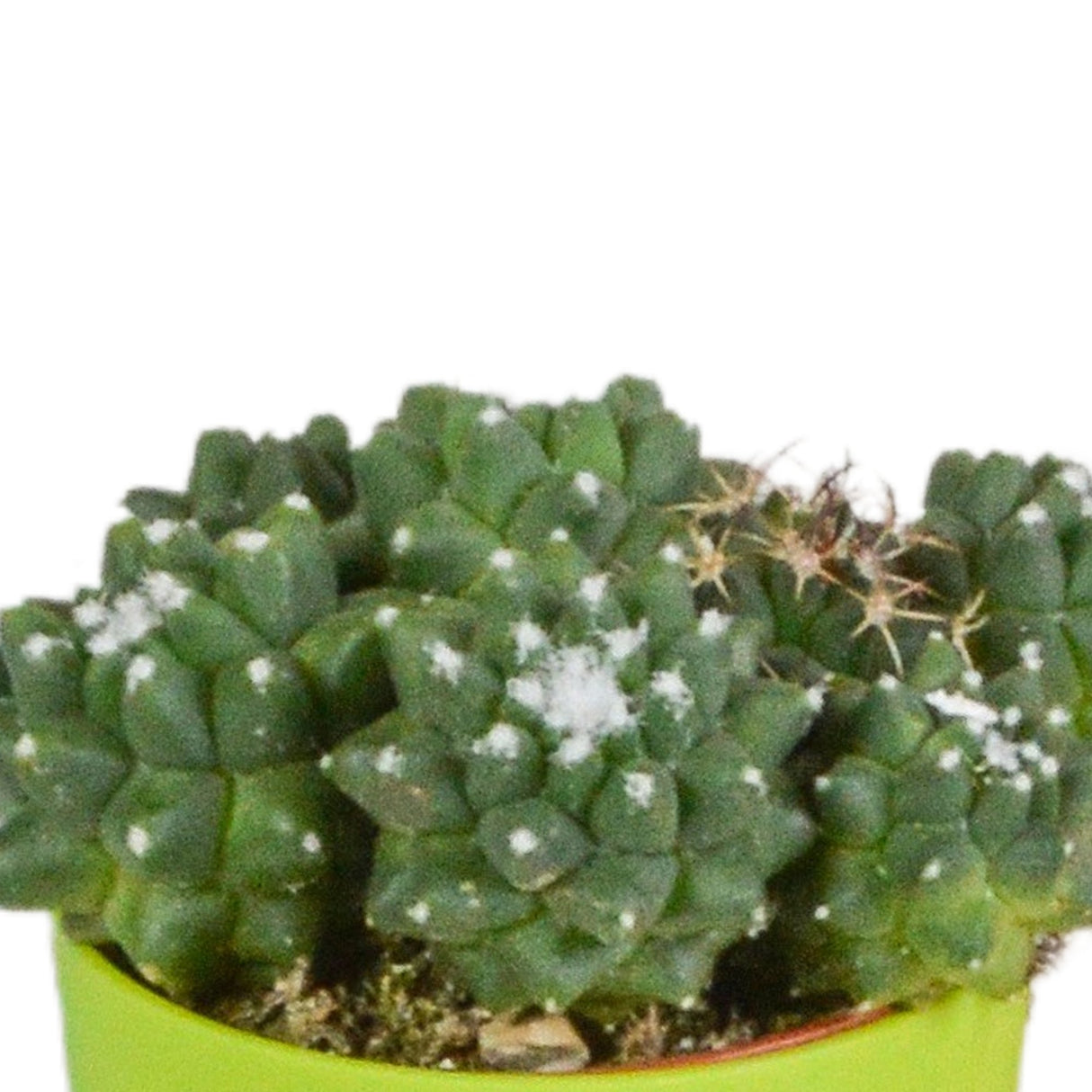 Livraison plante Mix de 5 cactus et leurs caches - pots colorés h16cm