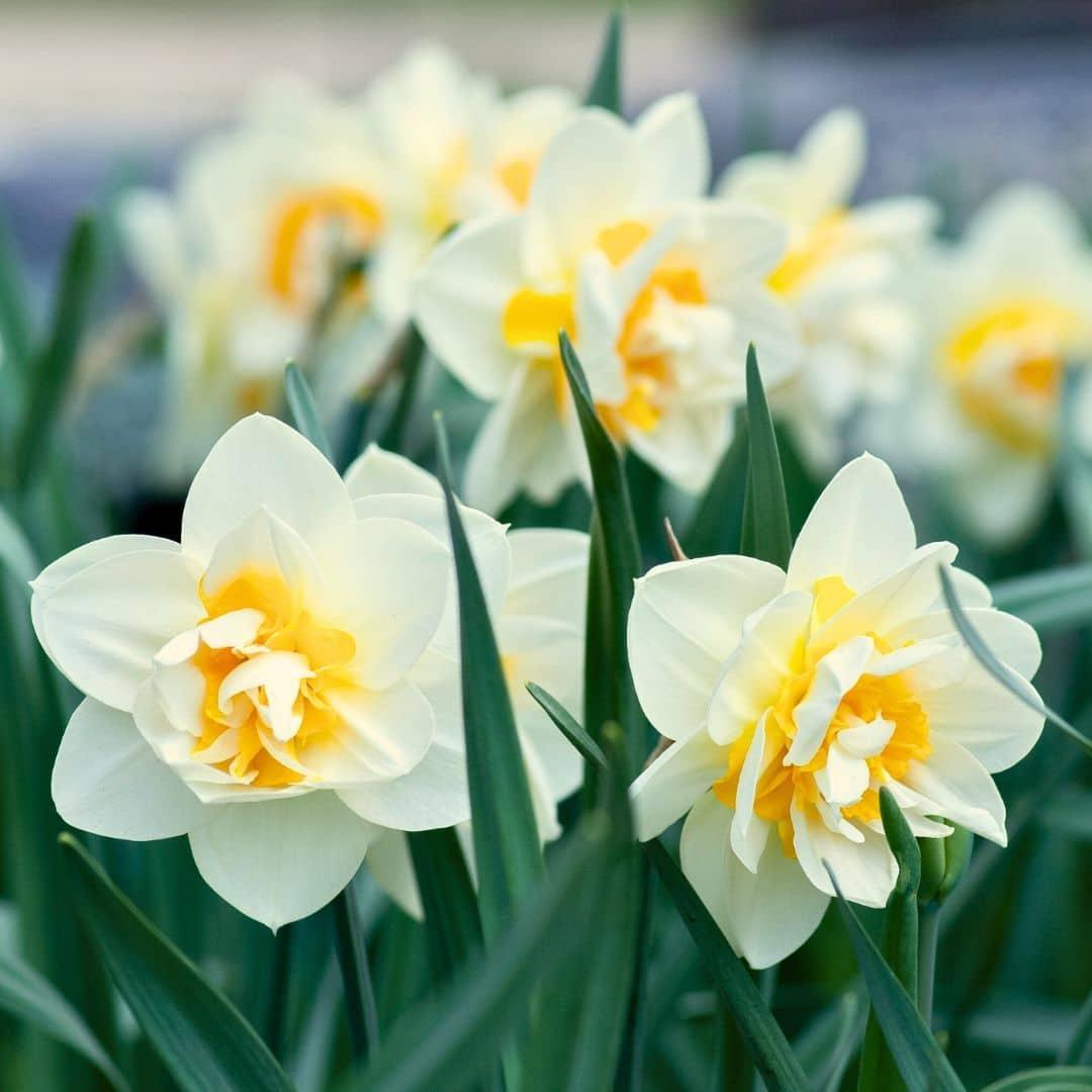 Livraison plante Mix Hollandais - Bulbes de Fleurs - 40 unités pour 1 m²