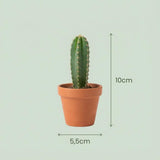 Livraison plante Mix mini Cactus - Pot terracota inclus