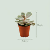 Livraison plante Mix mini Succulente