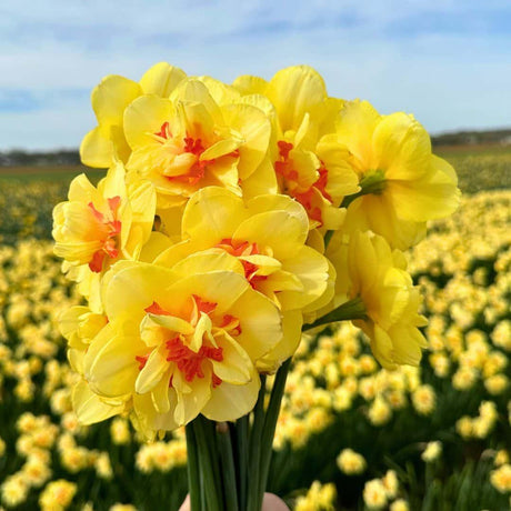 Livraison plante Mix Super Narcisses - 100 Bulbes pour un Jardin Éclatant