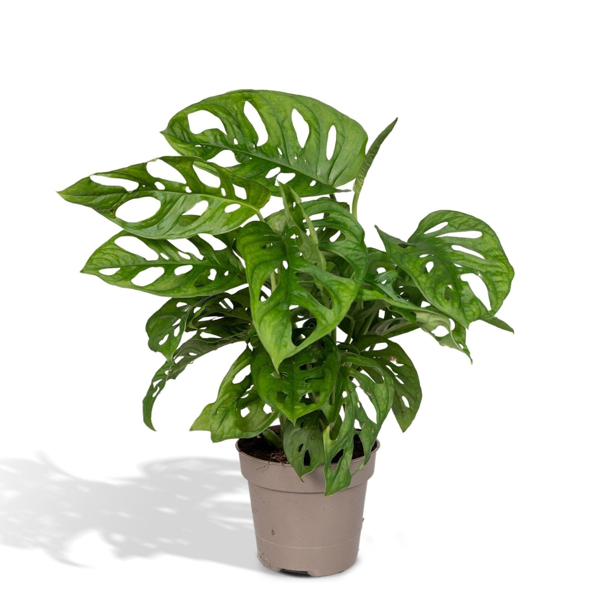 Livraison plante Monstera Adansonii Monkey Leaf