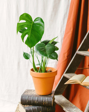Monstera deliziosa