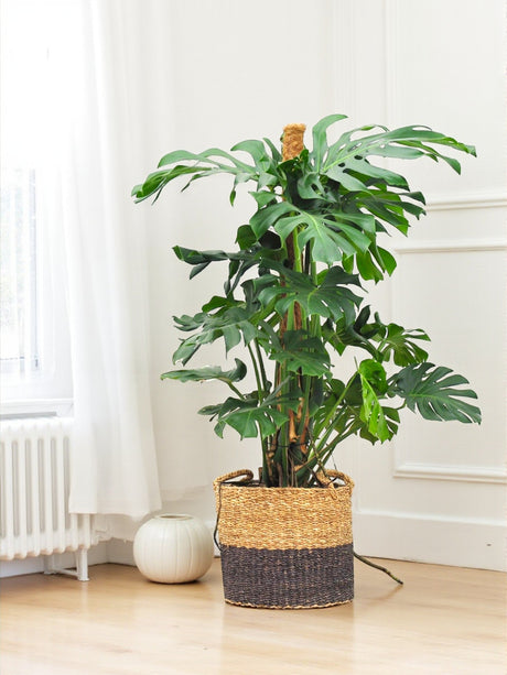 Livraison plante Monstera Deliciosa XXL