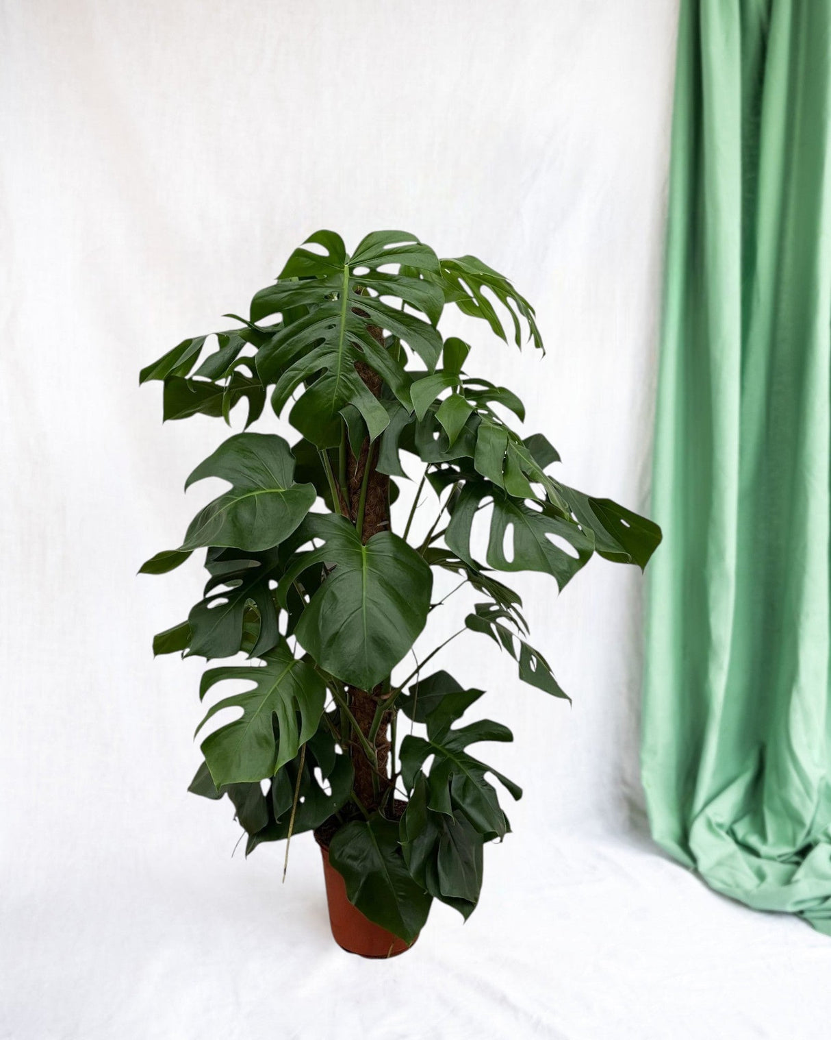 Livraison plante Monstera Pertusum - 120 cm - ø24