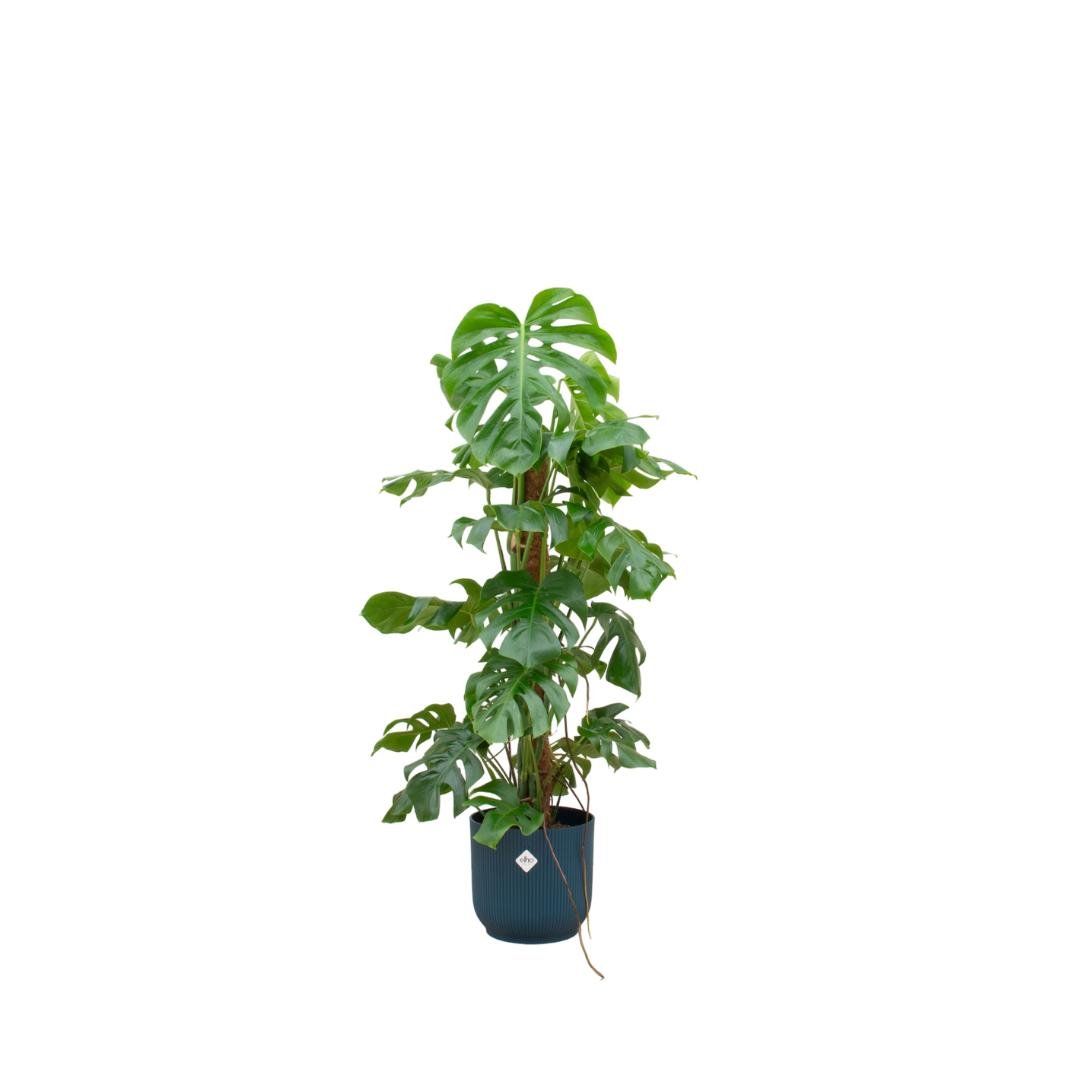 Livraison plante Monstera Pertusum 120cm et son pot