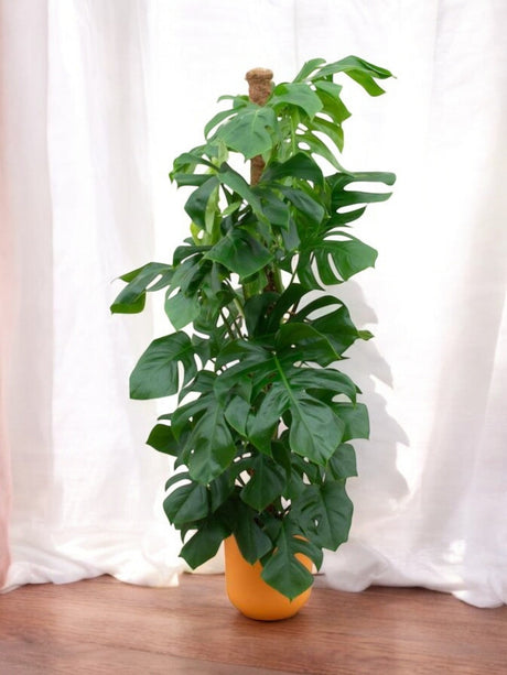 Livraison plante Monstera Pertusum 150cm et son pot