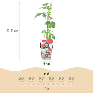 Livraison plante Mûrier - framboisier Tayberry – Lot de 3 – Pot 9 cm