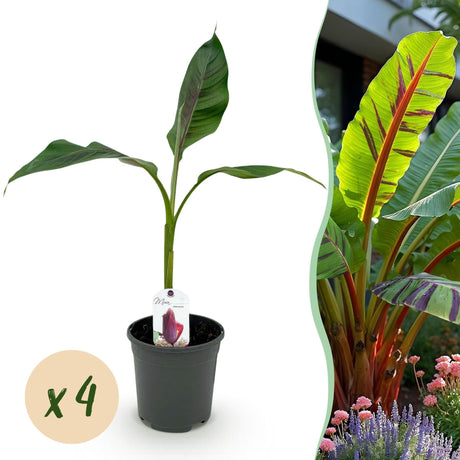 Livraison plante Musa sikkimensis Red Tiger x2