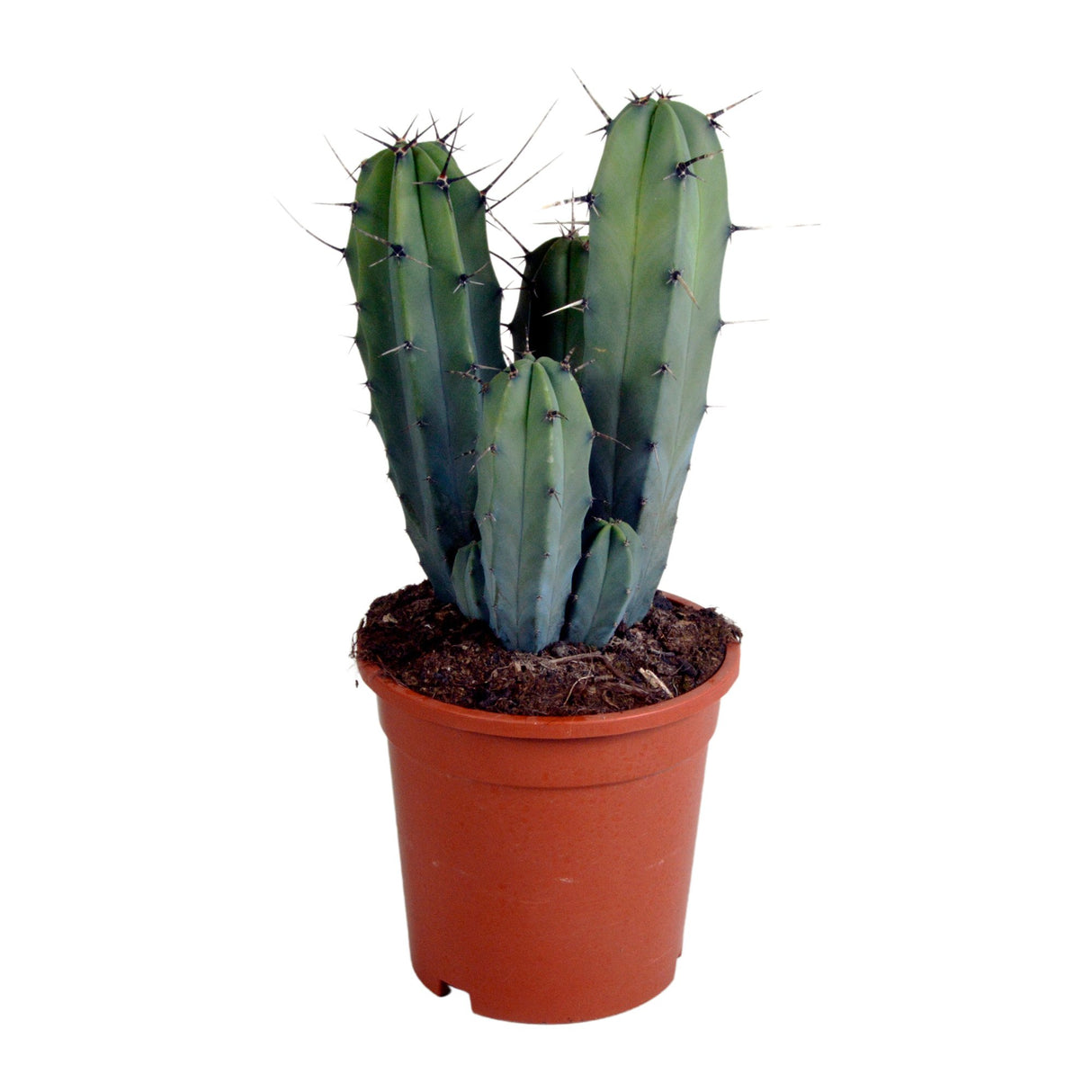 Livraison plante Myrtillocactus geometrizans - cactus d'intérieur