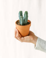 Livraison plante Myrtillocactus (mini cactus)