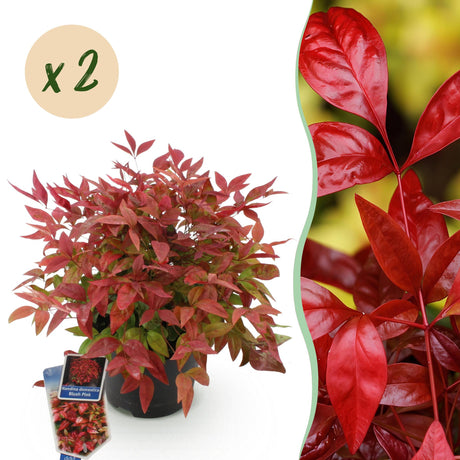Livraison plante Nandina Blush Pink – Lot de 2 – Pot 17 cm – Hauteur 40 cm