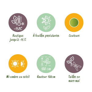 Livraison plante Nandina Lemon & Lime – Lot de 1 – Pot 17 cm – Hauteur 45 cm