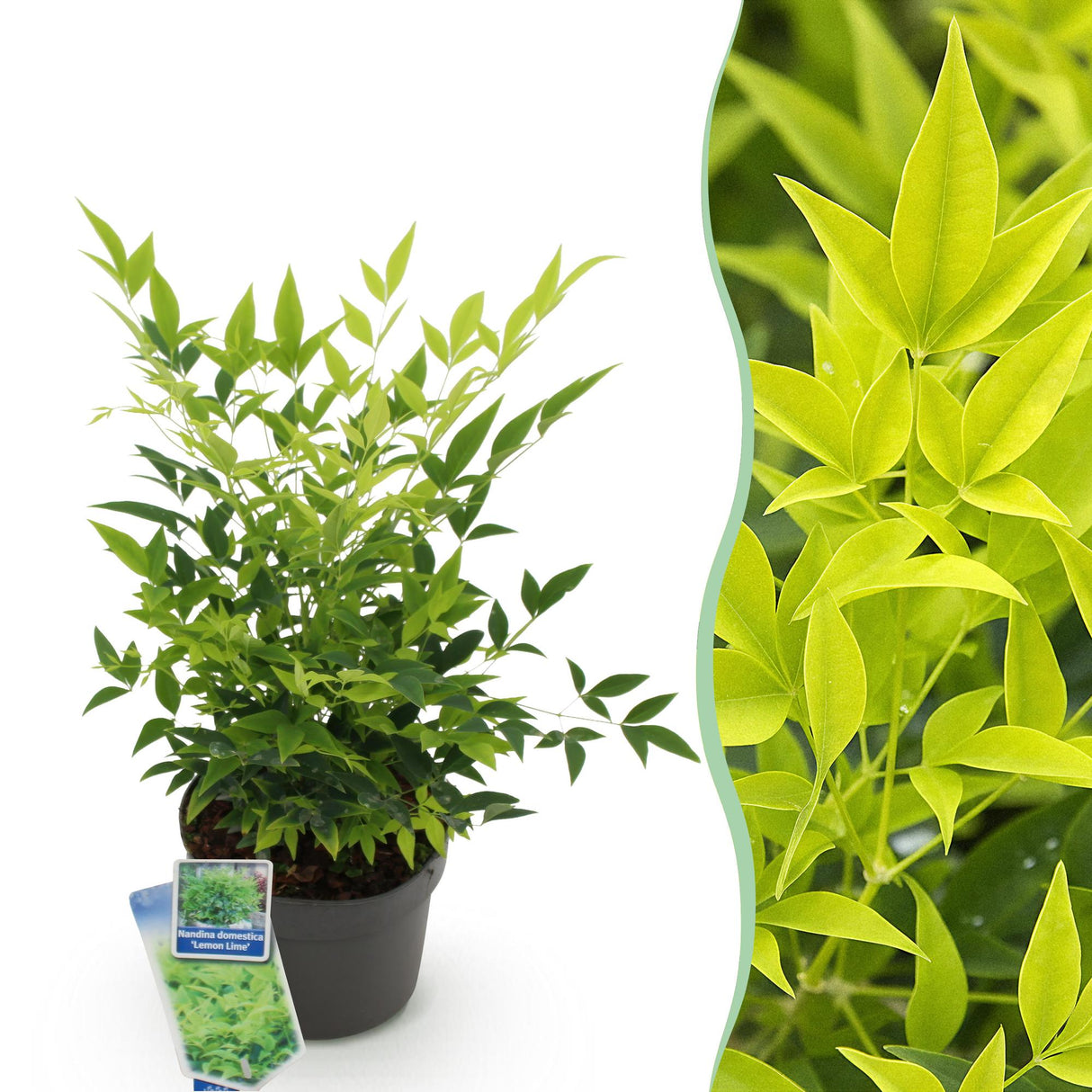 Livraison plante Nandina Lemon & Lime x1