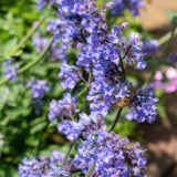 Livraison plante Nepeta Six Hills Giant